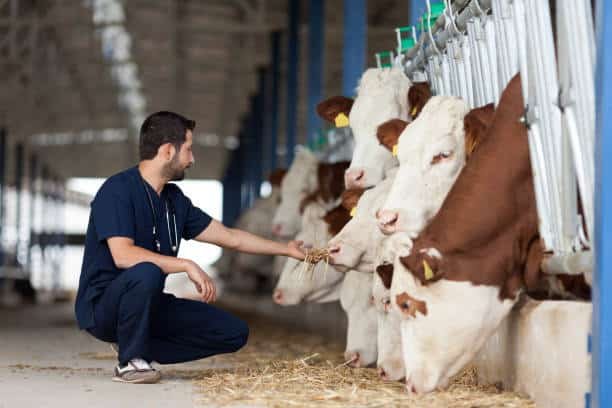 Cow Veterinary
